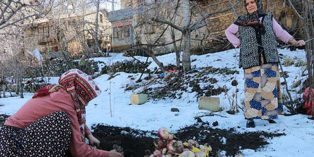 Önce hasat ediliyor sonra toprak altına gömülüyor! Asırlardır uygulanan yöntem: Bu sayede tazeliğini koruyor 1